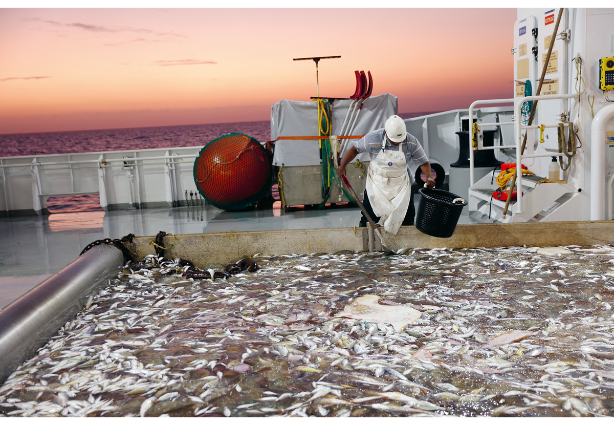 Figur 2.5 Sortering av fangst i solnedgang utanfor Angola.