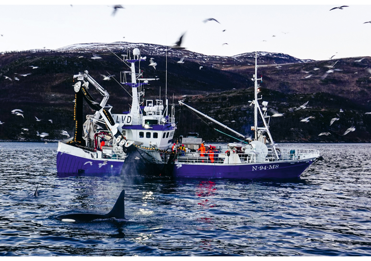 Figur 3.6 Sildefiske på Kvænangen.