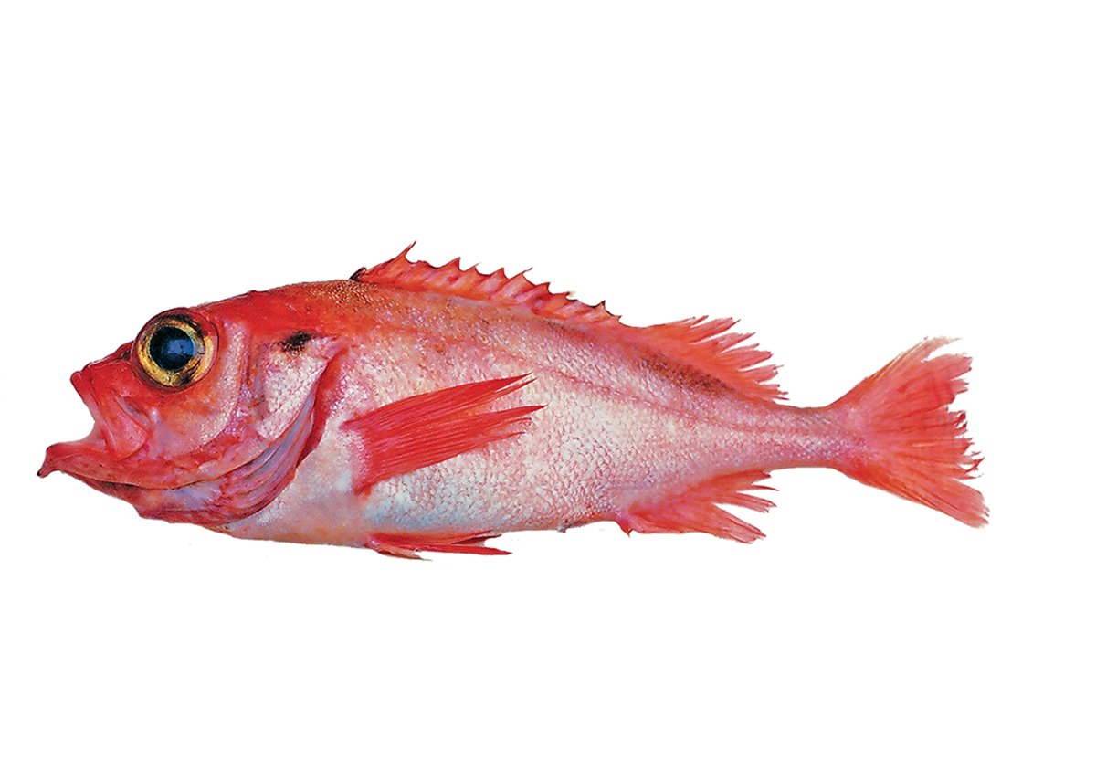 Figur 4.17 Snabeluer