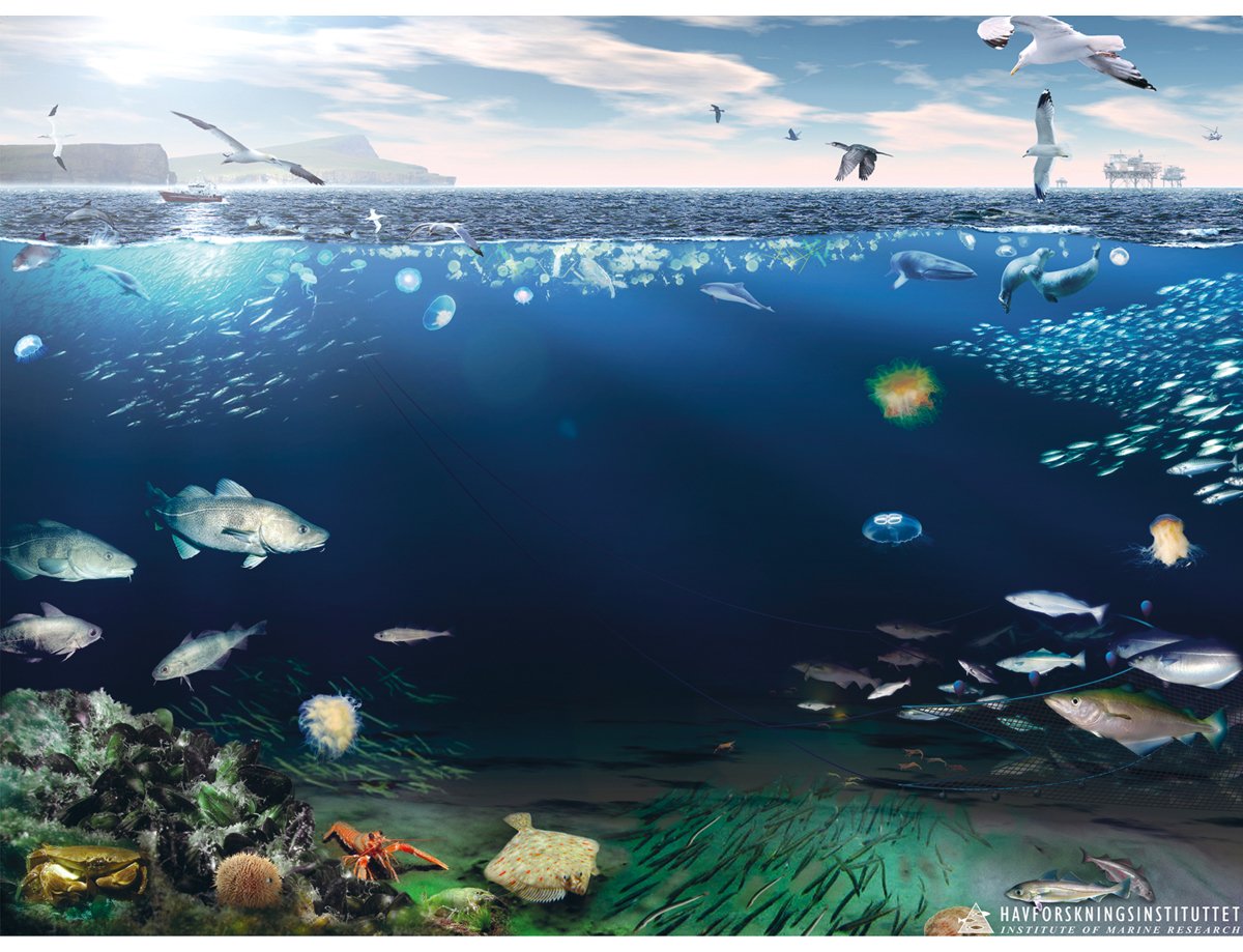 Figur 4.36 Økosystemet i Nordsjøen og Skagerrak.