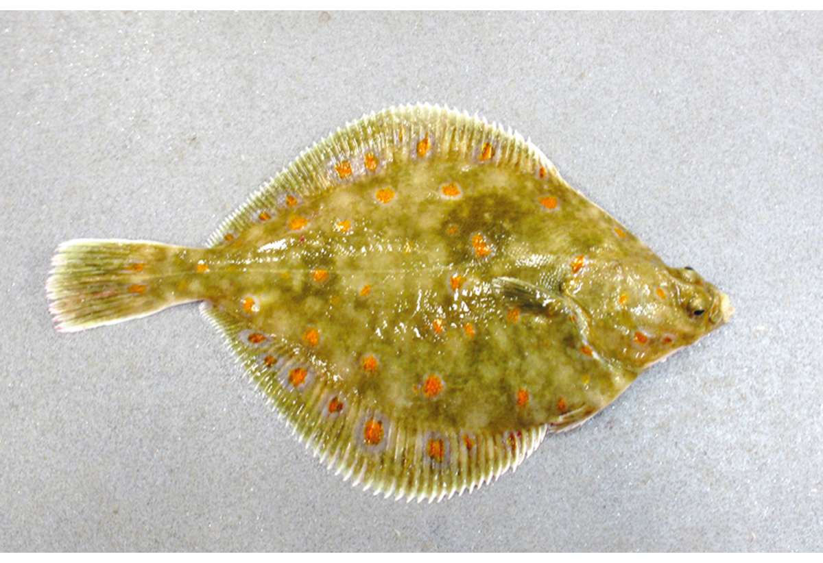 Figur 4.54 Raudspette