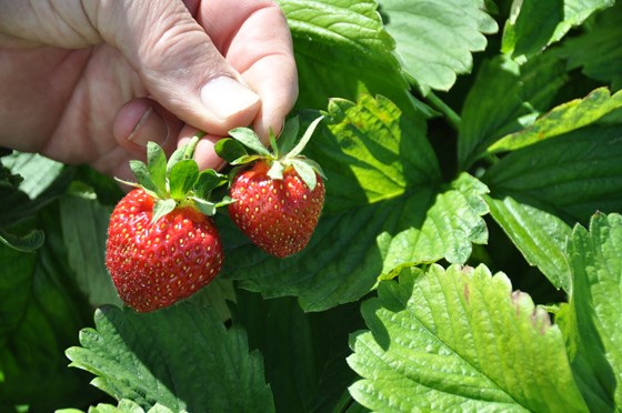 Det vil bli gjort nærare undersøkingar av gråskimmelsoppen i jordbærfelt i Agder.