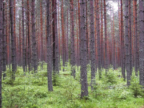 Figur 15.1 Foto: Miljøverndepartementet