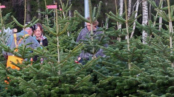 Et nærings- og eksportpotensial i norske juletrær.