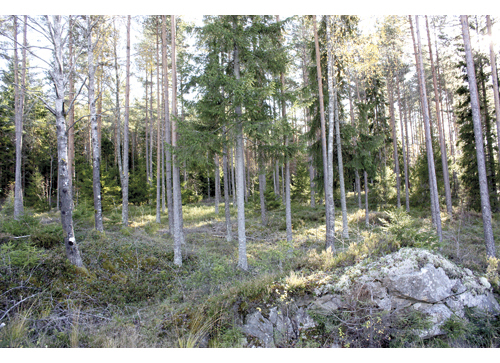 Figur 11.5 Klatretjenhøgda