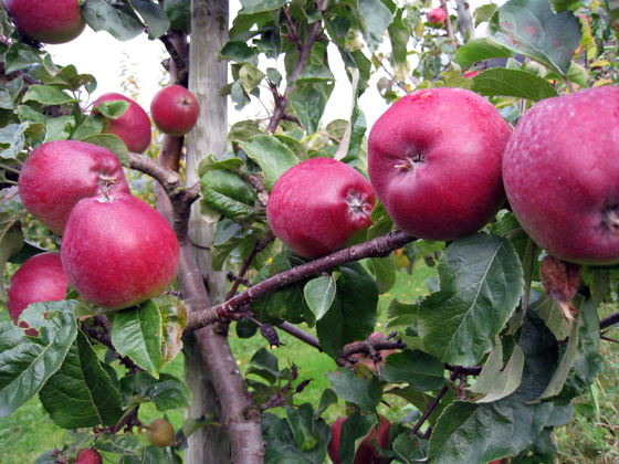 Epler på tre.