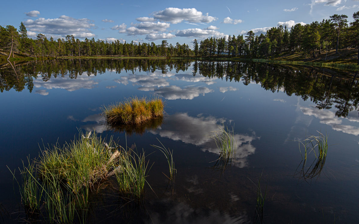 Figur 5.5 Femundmat har oppnådd anerkjenning for kvaliteten i fiskeprodukta.