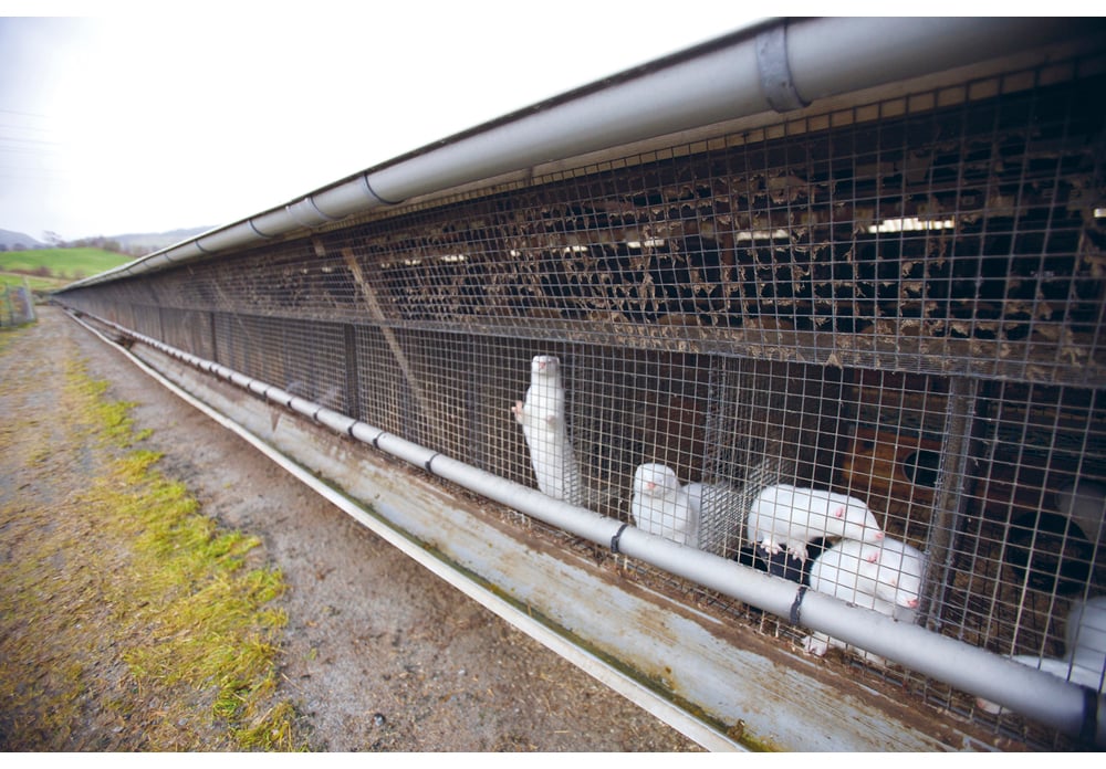 Figur 5.1 Hus med burrekke med mink
