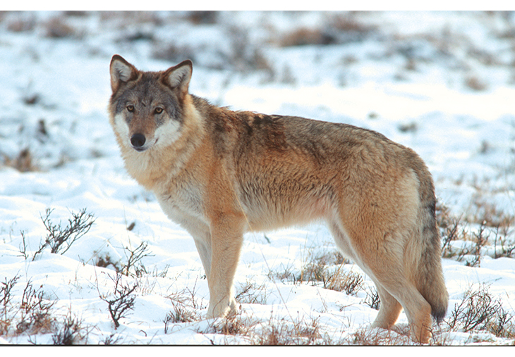 Figur 14.1 Formen på et bestandsmål for ulv kan uttrykkes på flere måter, blant annet som individer, ynglinger og familiegrupper. I dag teller ikke denne enslige ulven med ved vurdering av norsk måloppnåelse, siden bestandsmålet er uttrykt i form av ynglinger.
