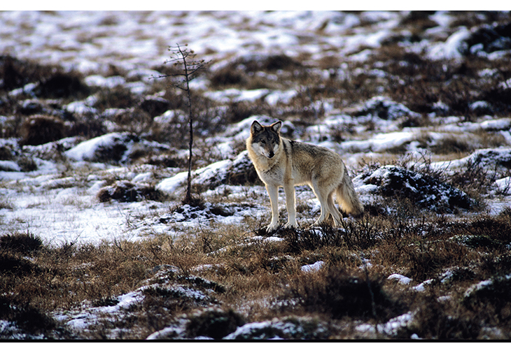Figur 14.2 Bestandsmålet for ulv er fastsatt slik at arten er kritisk truet på norsk rødliste for arter. Dette er i første rekke gjort med hensyn til beitenæringene. Her er en ung ulvetispe ved Tunhovd, Buskerud.
