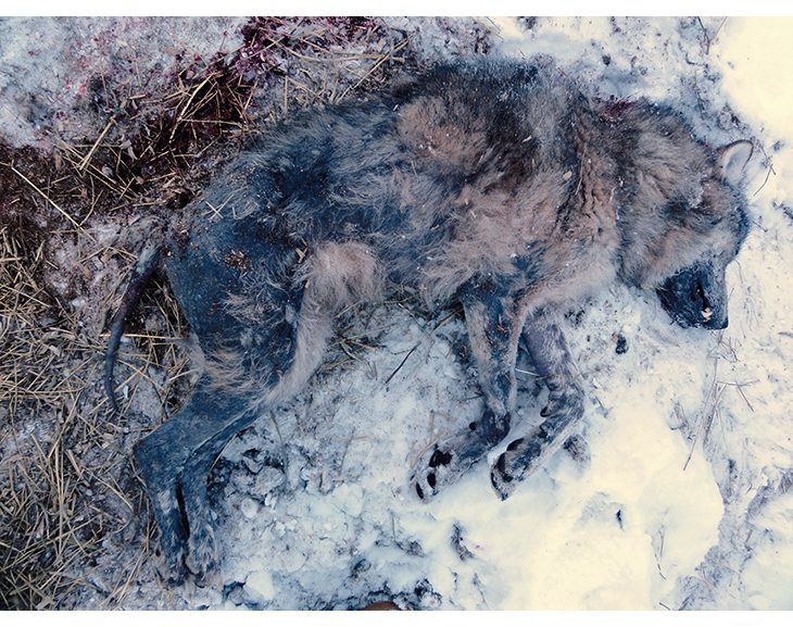 Figur 3.2 Den 19. januar 2016 ble lederhannen i Østmarka-reviret avlivet som følge av å være hardt rammet av skabb. Skabb er en vanlig sykdom på rødrev, men kan også smitte over på ulv. Irritasjon og betennelse som følge av skabb fører til intens kløe i huden ...