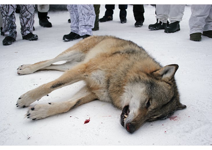 Figur 6.1 Lisensjakt er hovedvirkemiddelet i bestandsregulering av ulv, og utføres av ordinære jegere. Foto er tatt i forbindelse med lisensjakt i Rendalen 2011.

