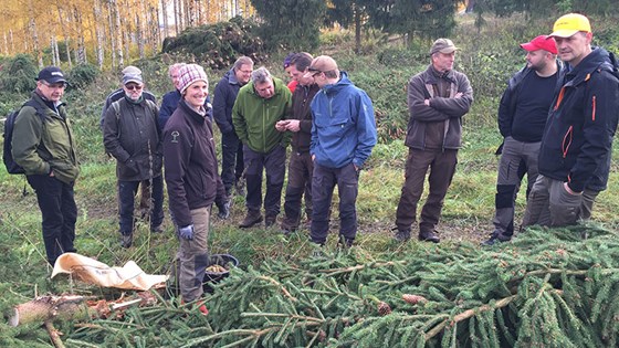 Fylkesmannens og kommunenes skogbruksansvarlige på fagdag om konglesanking på Sanderud frøplantasje høsten 2015.