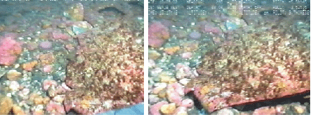 Figur 7.21 Styrhusfrontens bruddprofil