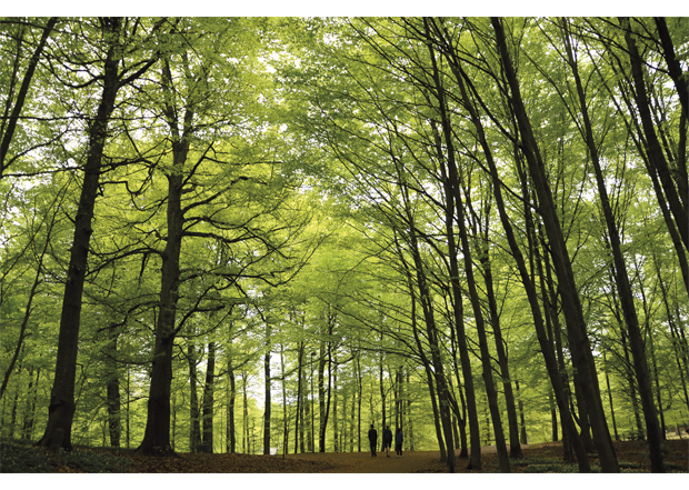 Figur 2.3 Skogen gir oss en lang rekke forskjellige økosystemtjenester – det er viktig å gjøre gode  avveininger.