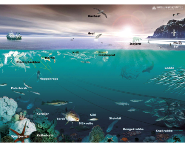 Figur 4.12 Økosystemet i Barentshavet – en arktisk marin næringskjede.