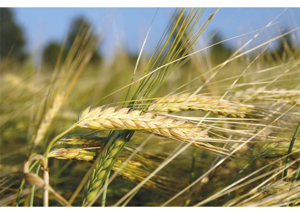 Figur 5.13 Økosystemtjenester er viktige i landbruket – også for korndyrking.