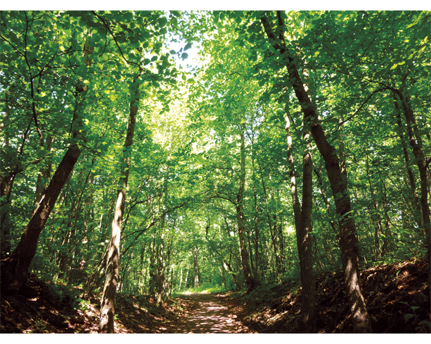 Figur 5.4 Skogen viktig for karbonlagring – kalklindeskog på Bygdøy.