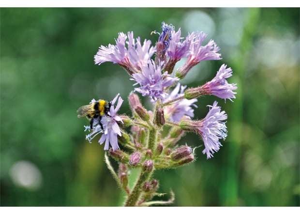 Figur 5.6 Humle på turt (Cicerbita alpina). Pollinering er en viktig økosystemtjeneste.