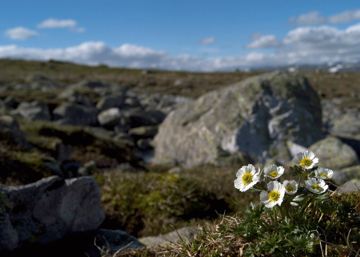 Figure 3.12 Mountain ecosystem