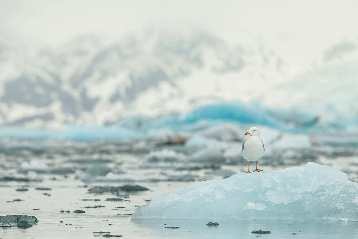 Figure 3.13 Polar ecosystems