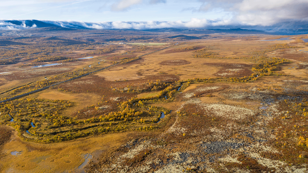 Figure 3.9 Wetlands ecosystem