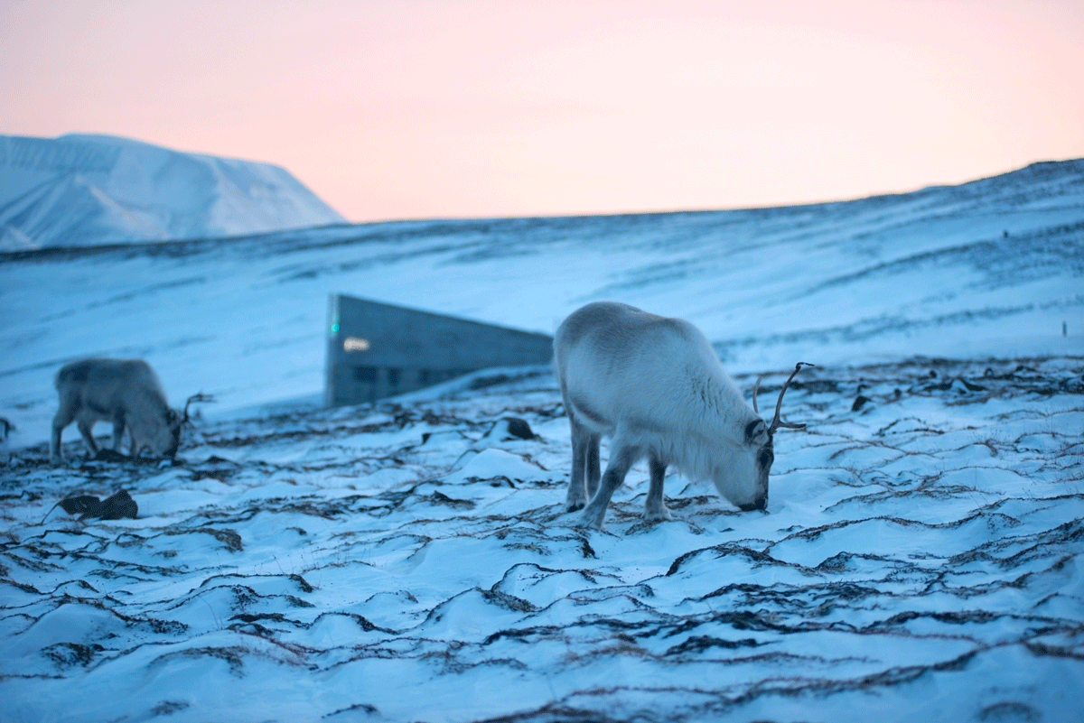 Figure 4.1 Svalbard Global Seed Vault, with Svalbard reindeer