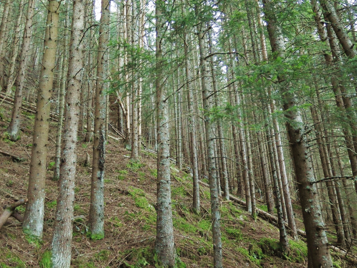 Figure 5.4 Planted spruce forests