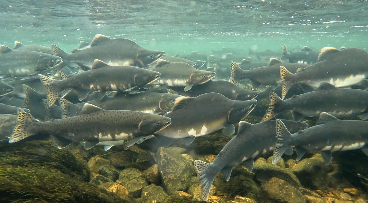 Figure 6.11 Pink salmon in Skallelv