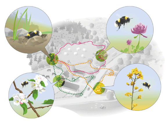 Figure 6.25 The bumblebee’s need for green infrastructure