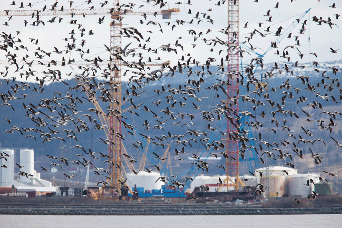 Figure 6.28 People and birds live close to one another