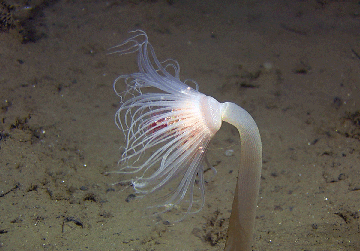 Figure 6.36 Mareano mapping