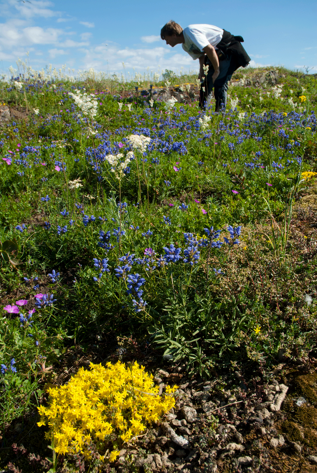 Figure 6.8 Caring for the endangered Northern dragonhead