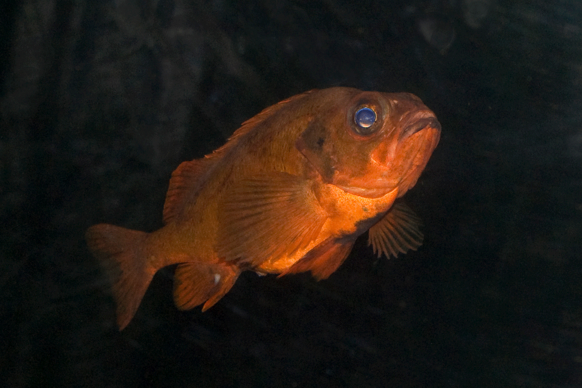 Figure 6.9 The common redfish is endangered.