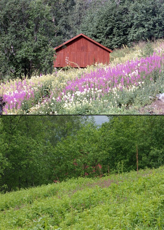 Fjøs i 2000 og 2006, Tomasjord i Balsfjord kommune, Troms.