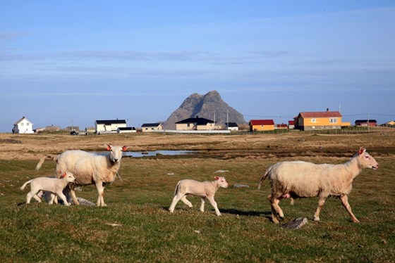 Øylandskapet Røst er et levende fiskevær ytterst i Lofoten. Området omfatter hele kommunen med både selve Røstlandet og øyene utenfor. De rike fiskeressursene i havet har gitt grunnlag for lang tids bosetting og et rikt fugleliv.