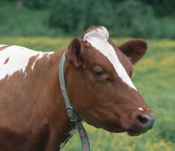 Figur 6.2 Storfeholdet omfatter melke- og kjøttproduksjon i
 kombinasjon og spesialisert kjøttproduksjon.