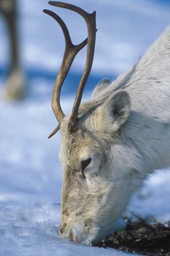 Figur 6.5 Reindrift er Norges eneste nomadiske dyrehold.