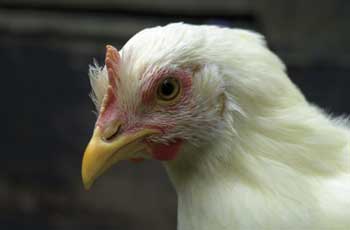 Figur 6.6 Høns holdes for egg- og kjøttproduksjon,
 men er også populære hobbydyr.