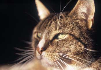 Figur 6.7 Katter holdes som kjæledyr, i noen tilfeller primært
 som nyttedyr.