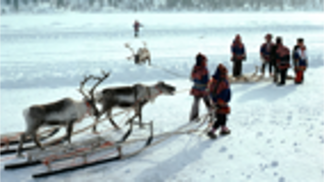 Reindeer herding - winter