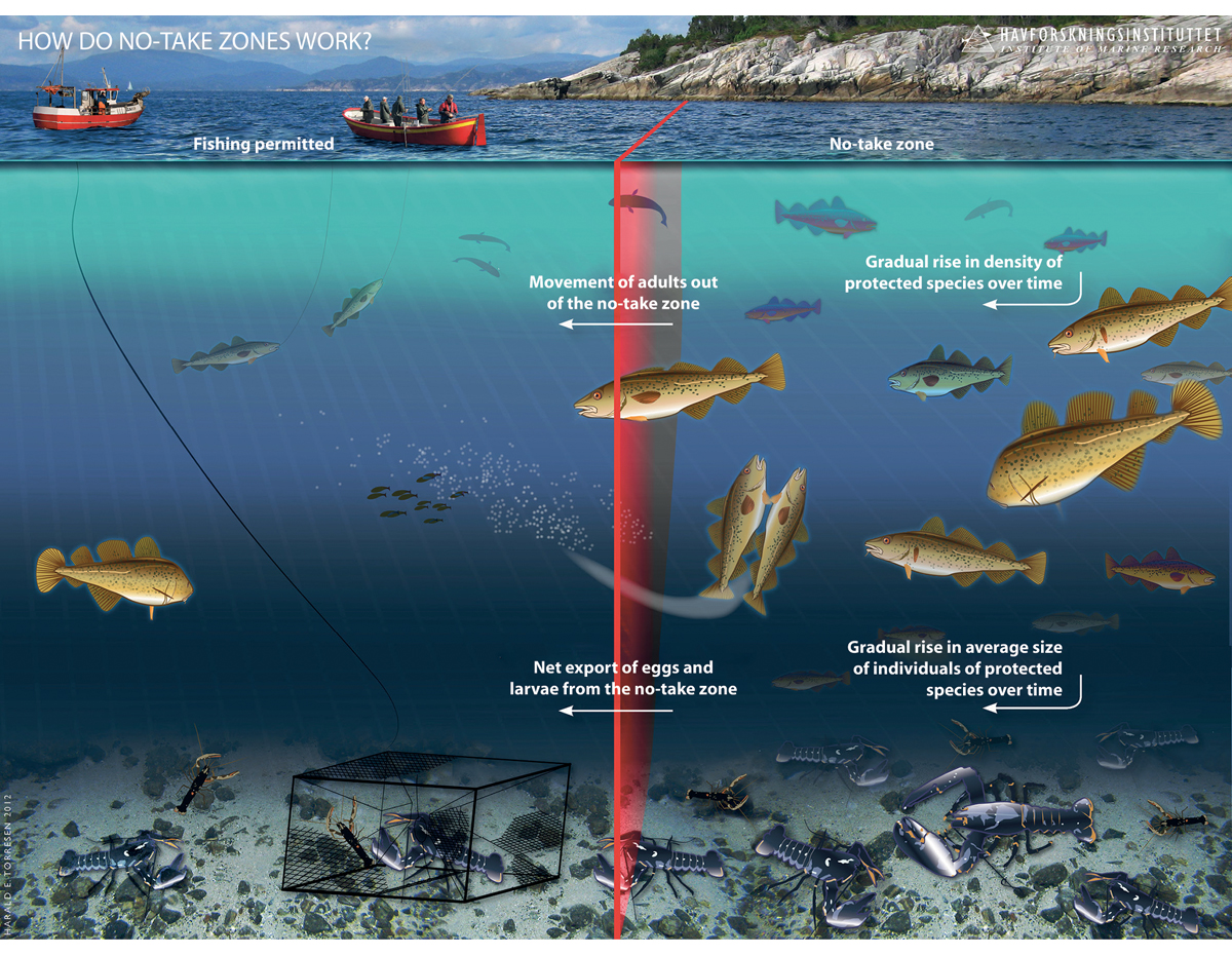 Figure 2.21 A no-take zone for lobster. Illustration of documented and anticipated effects of strict conservation measures, based on research carried out by the Institute of Marine Research in connection with no-take zones for lobster in the Skagerrak.
