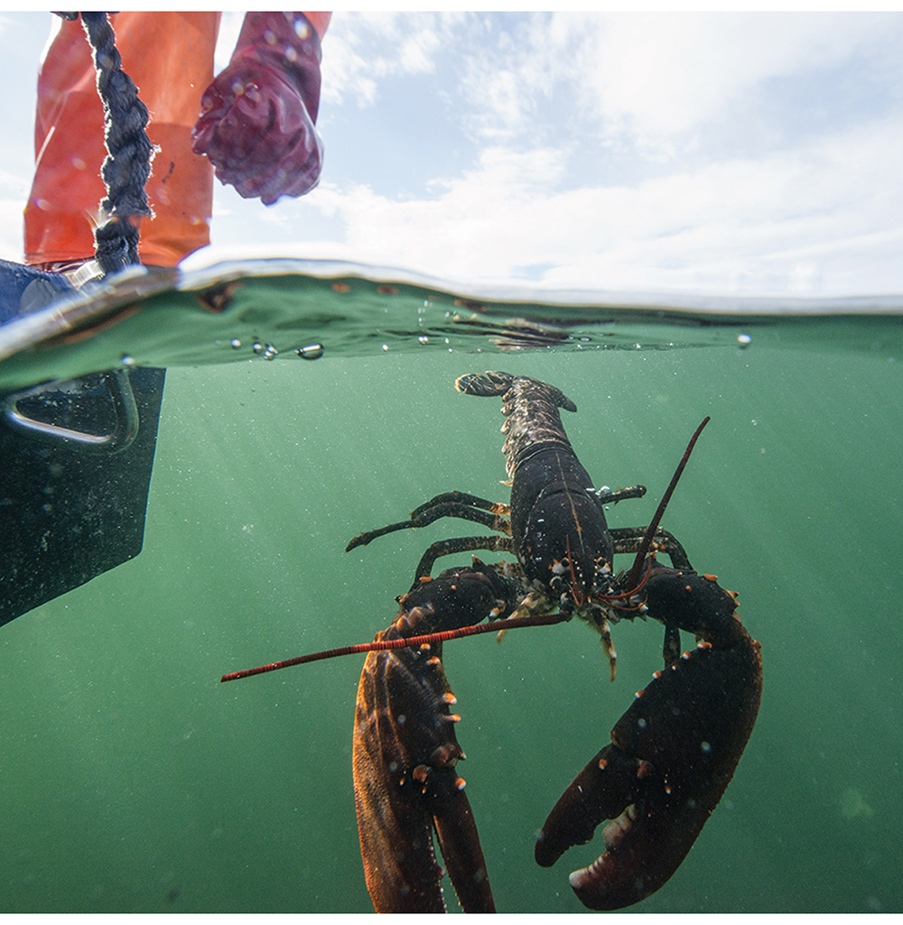 Figure 2.22 Releasing a lobster as part of an experimental fishery.
