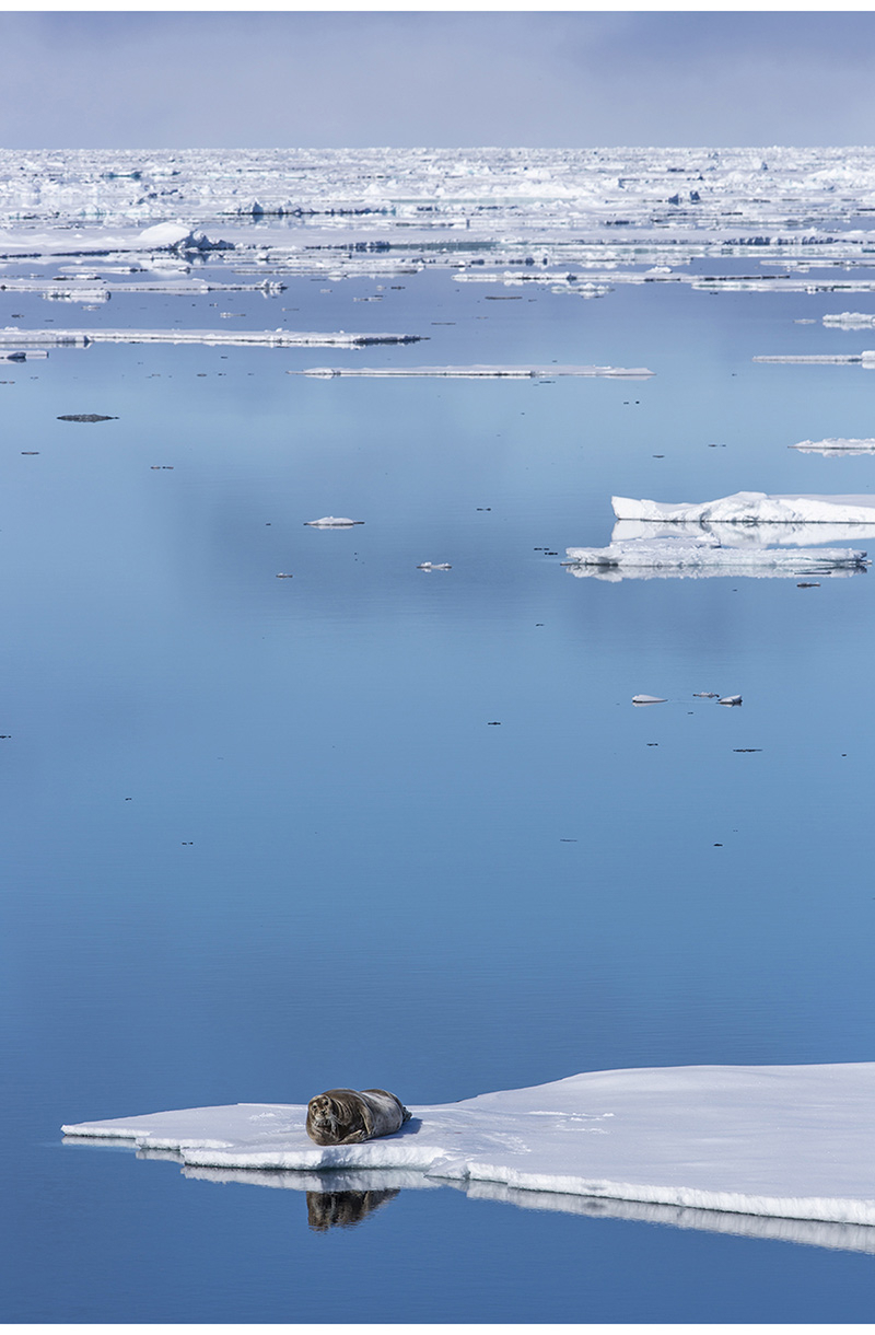 Figure 2.3 Bearded seal in the marginal ice zone.
