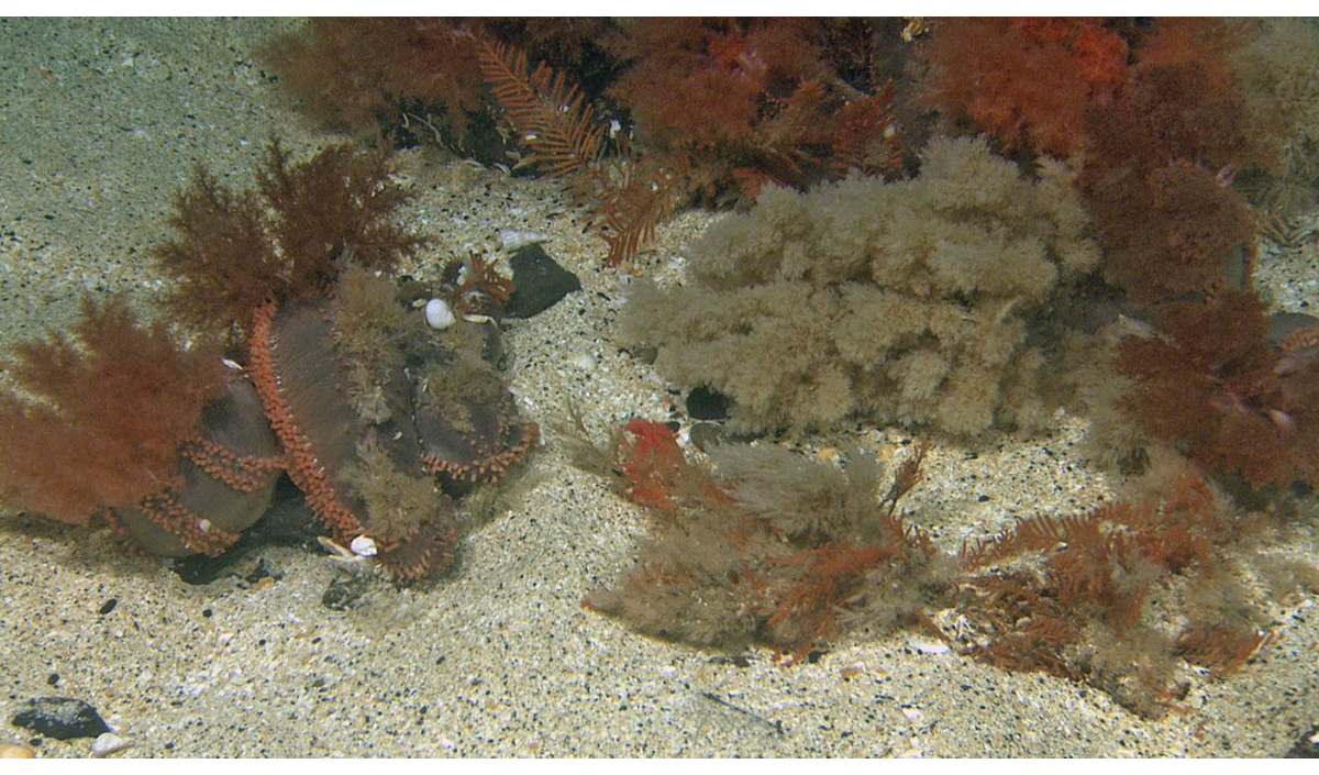 Figure 2.4 Orange-footed sea cucumber (Cucumaria frondosa), Spitsbergen Bank.
