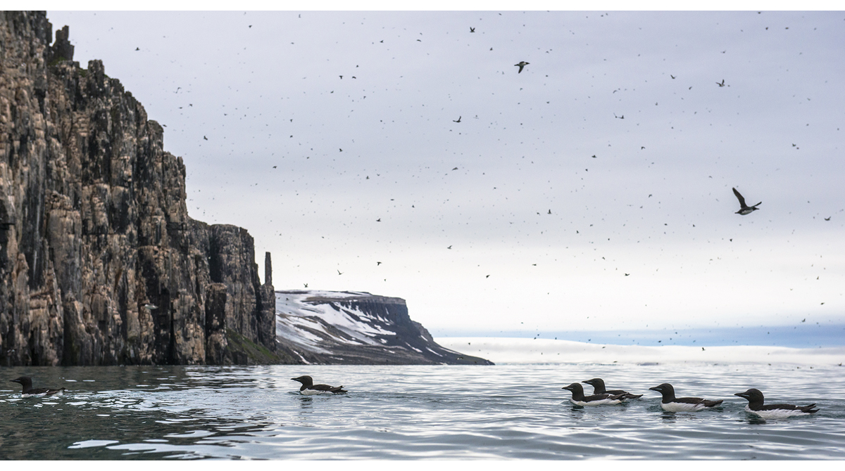 Figure 2.5 Brünnich’s guillemots on the sea in Nordaust-Svalbard nature reserve.
