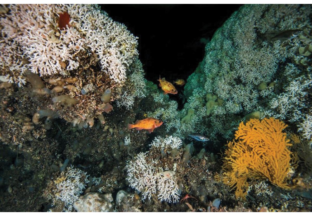 Figure 4.5 Part of a coral reef. Norwegian coral reefs are largely formed by the cold-water coral Lophelia pertusa. Coral reefs are biodiversity hotspots that provide a habitat for many other species, and play an important role in the carbon cycle on the seabed.
