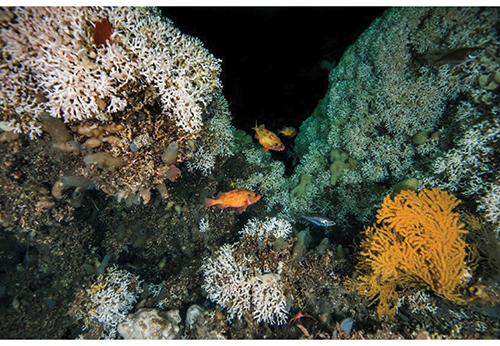 Figur 4.5 Korallrev. Dei norske korallreva er stort sett bygde av ein art som heiter Lophelia pertusa. Reva er levestad for mange andre artar, er viktige i karbonomsetninga ved botnen og er såkalla hot-spots for biomangfald.
