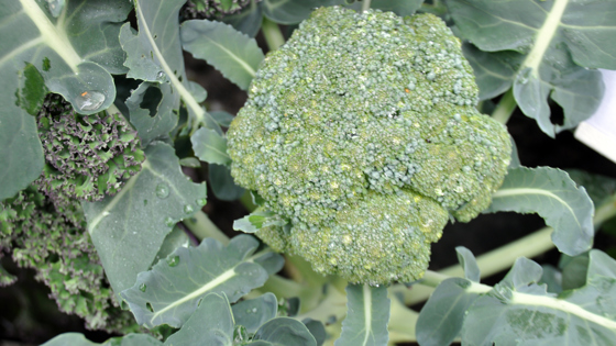 Brokkoli 