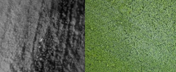 Bildet til venstre viser hvordan man oppdater rådyrkillingene med termisk kamera. Bildet til høyre viser at det er svært vanskelig å oppdage dyret uten varmesøkende kameraet.